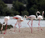 Ras al Khor Wildlife Sanctuary