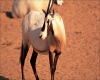 Al Maha Desert Resort & Spa