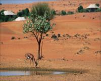 Al Maha Desert Resort & Spa